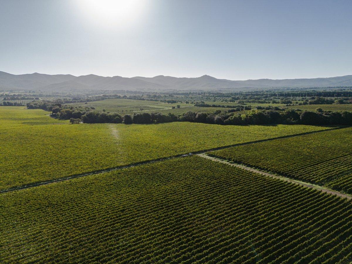 Vermentino iniziata la raccolta!