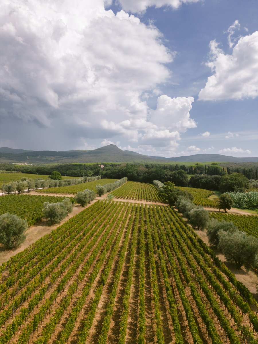 Raccolta : Merlot Vigneto Chiesina di San Giuseppe