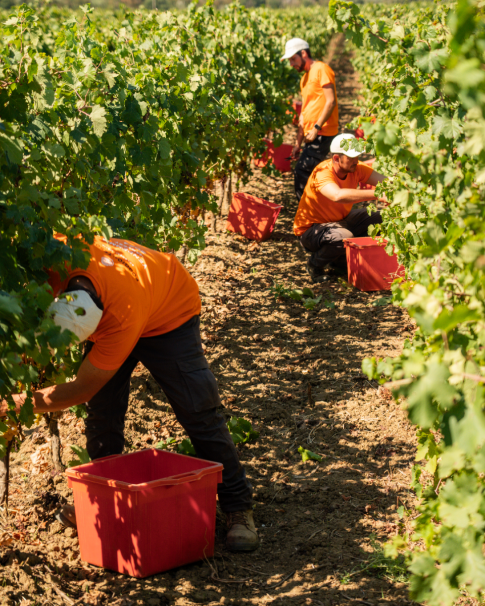 Iniziamo la vendemmia 2023!