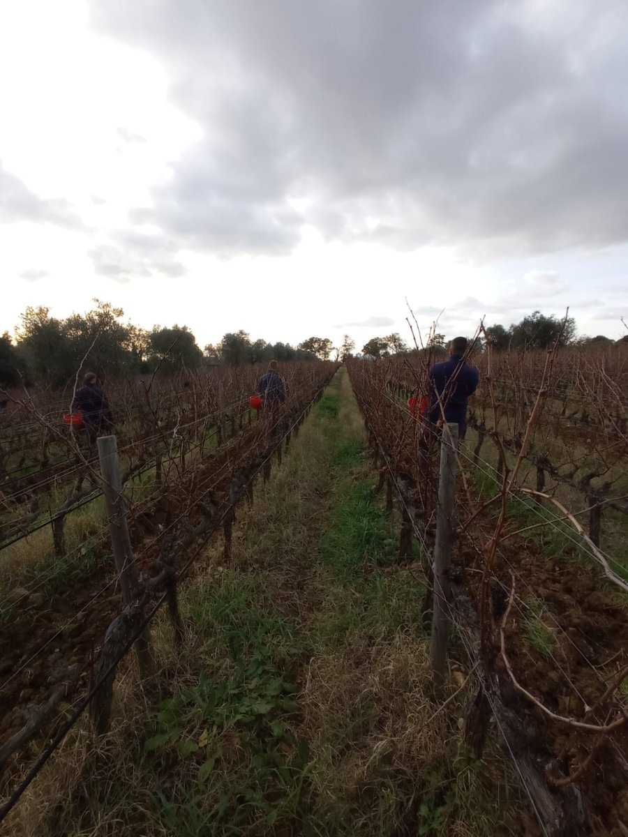 Semina a mano del nostro sovescio