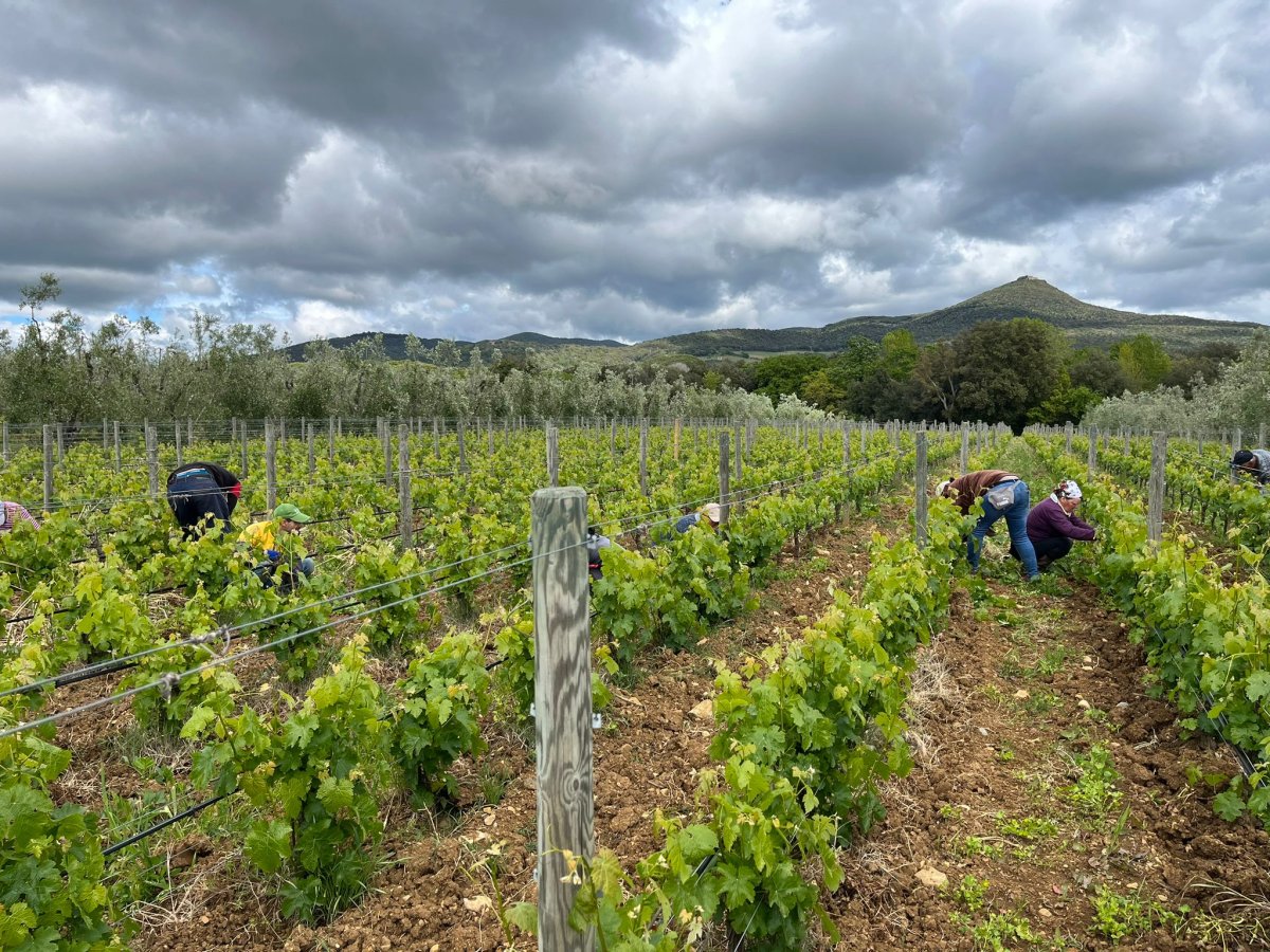 La scacchiatura: Cabernet Franc