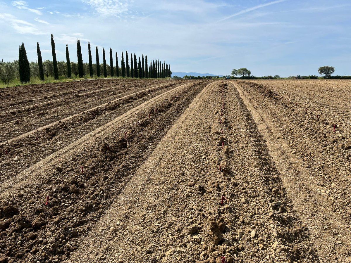 New vines: 35,000 vines of Cabernet Sauvignon