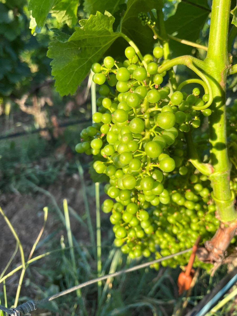 Merlot Chiesina di San Giuseppe in stato di Chicco di pepe