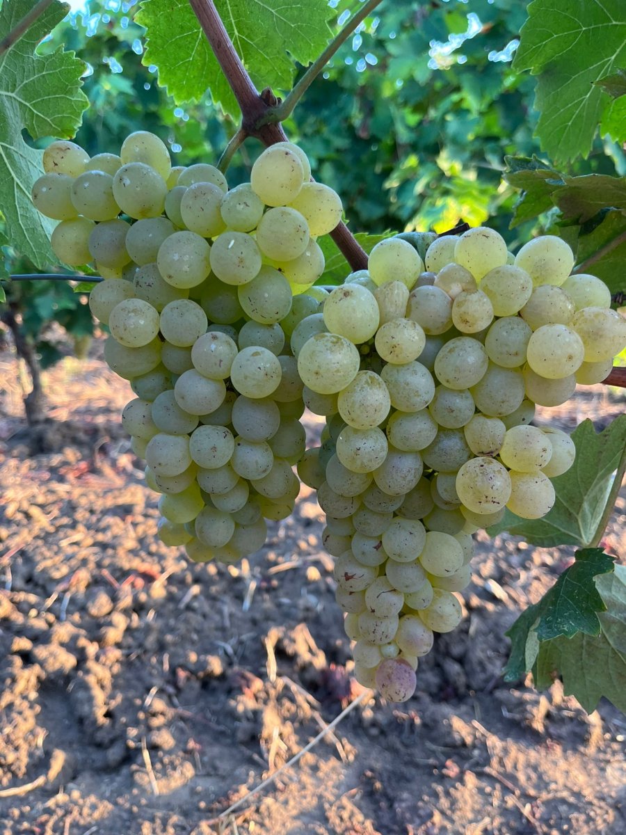 L'invaiatura conclusa per il nostro Vermentino!