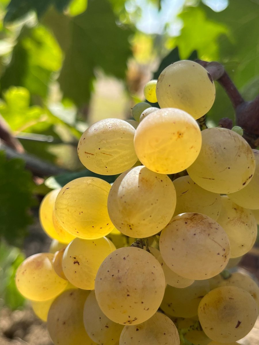 Inizio della Vendemmia 2024!