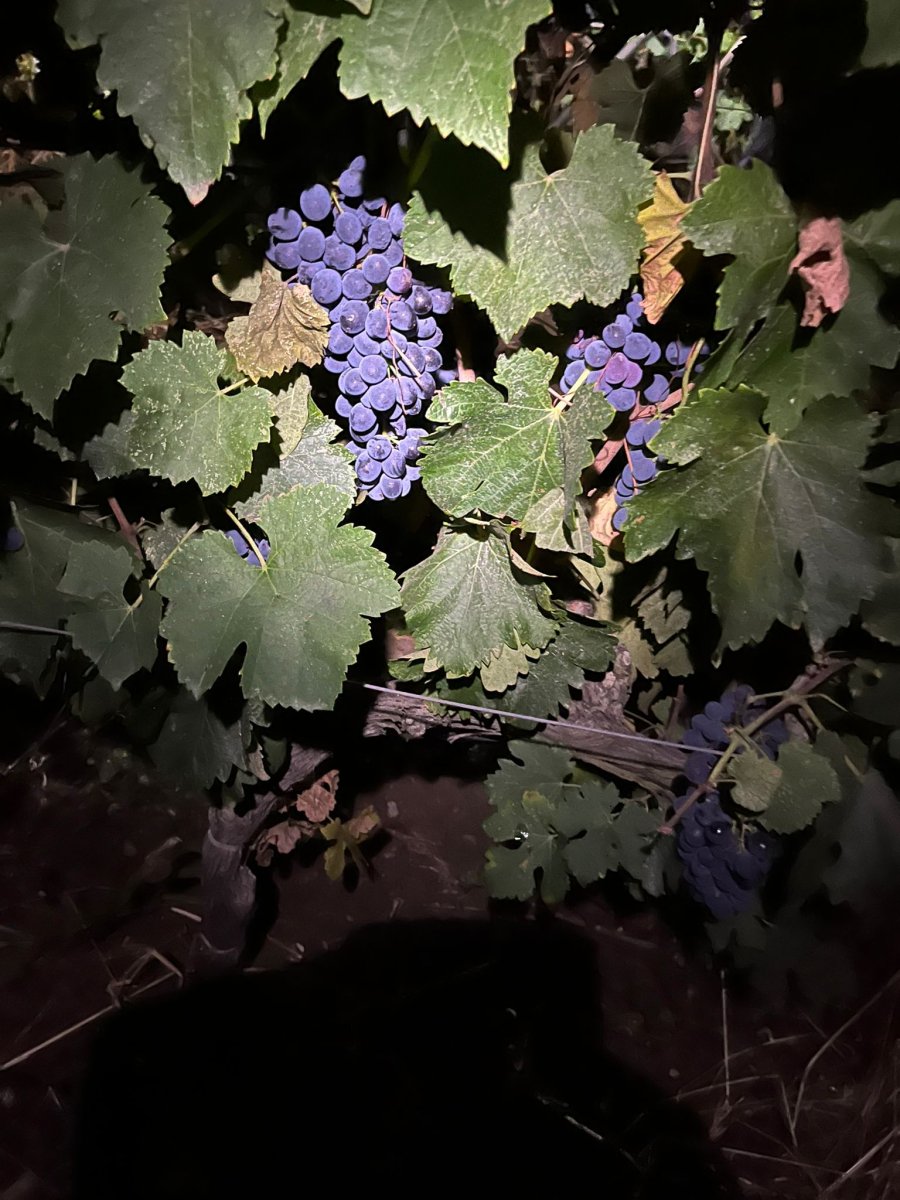 Vendemmie notturne: Syrah