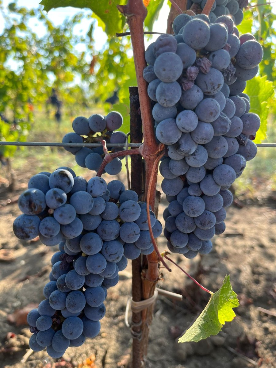 Cabernet Franc primi grappoli raccolti