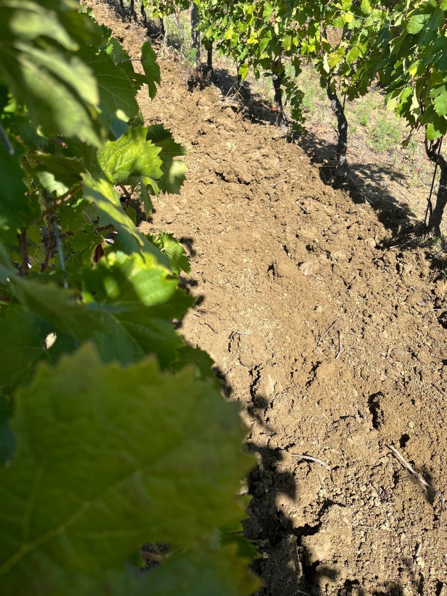 Il sovescio durante la vendemmia