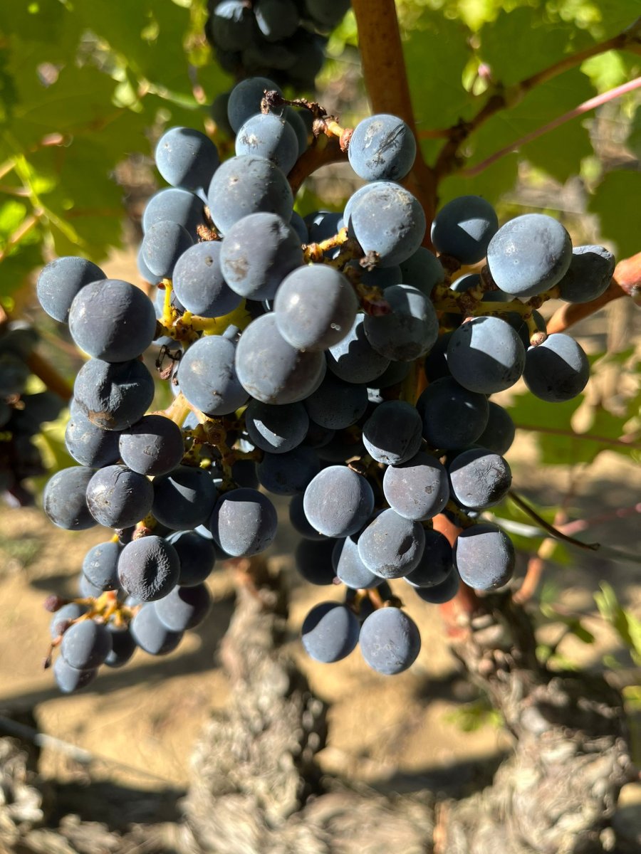 Cabernet Sauvignon in raccolta